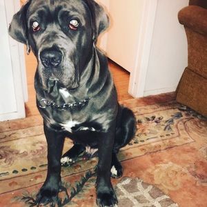 Meet your Posher, Diego